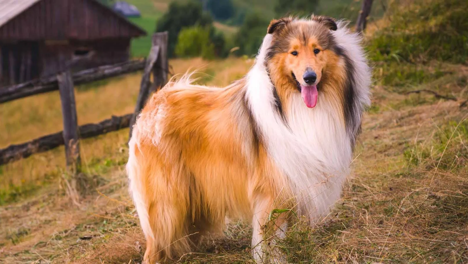 Scotch Collie